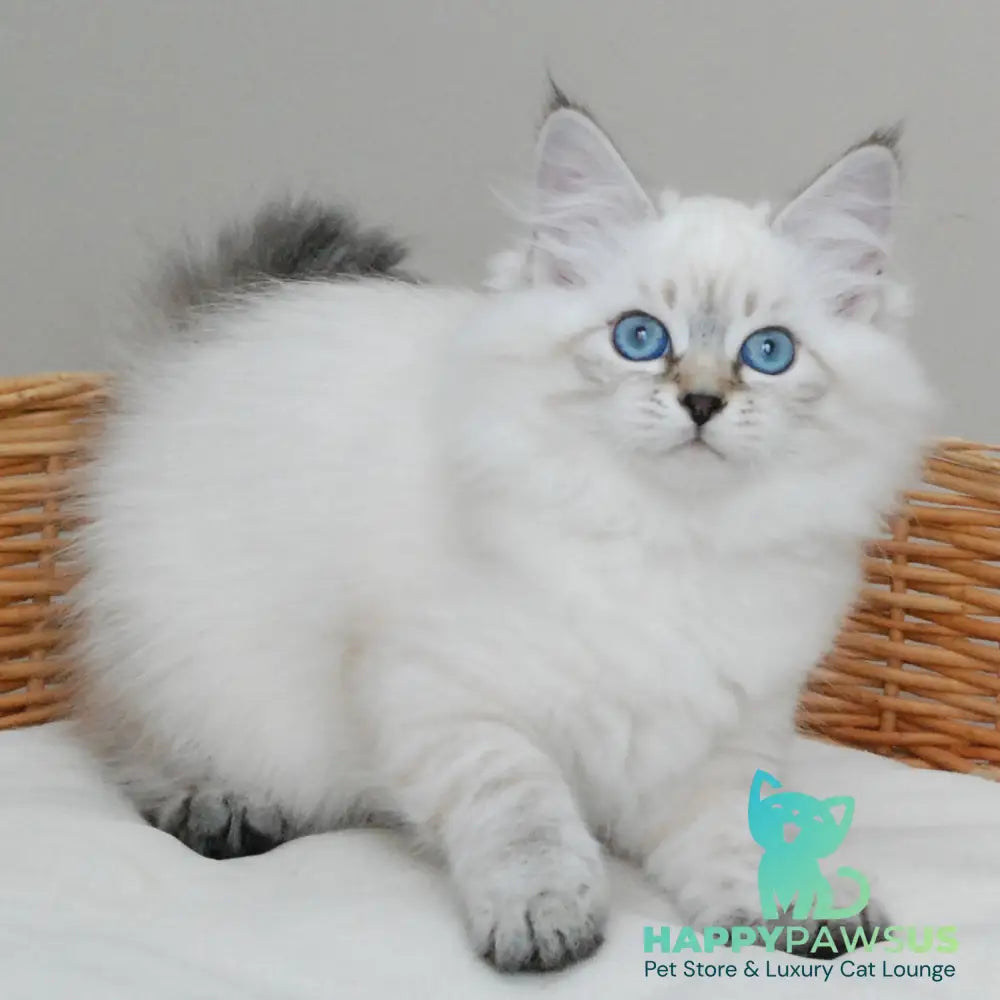 Basya Siberian female black tabby pointed - live animals