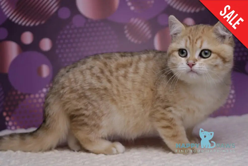 Batman British Shorthair male black golden spotted tabby live animals