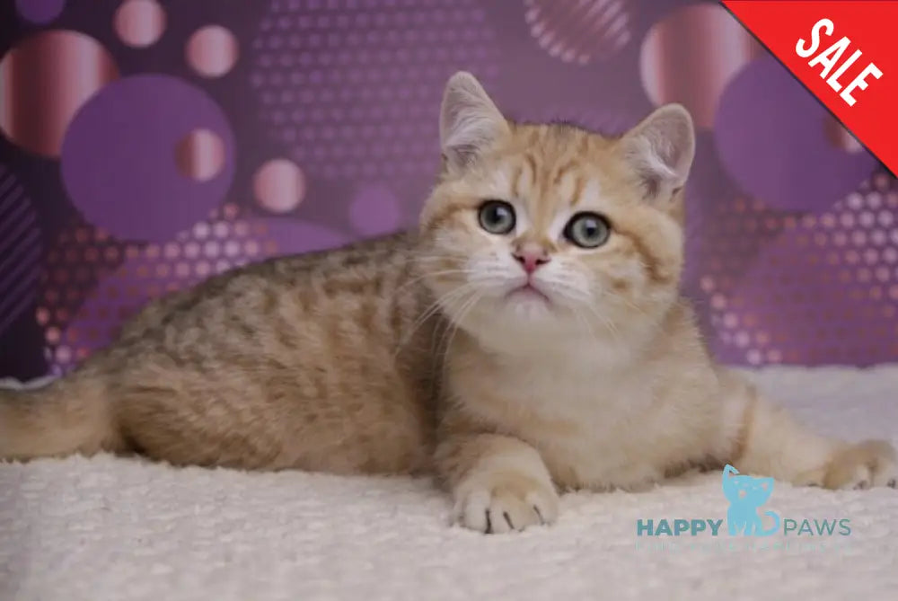 Batman British Shorthair male black golden spotted tabby live animals