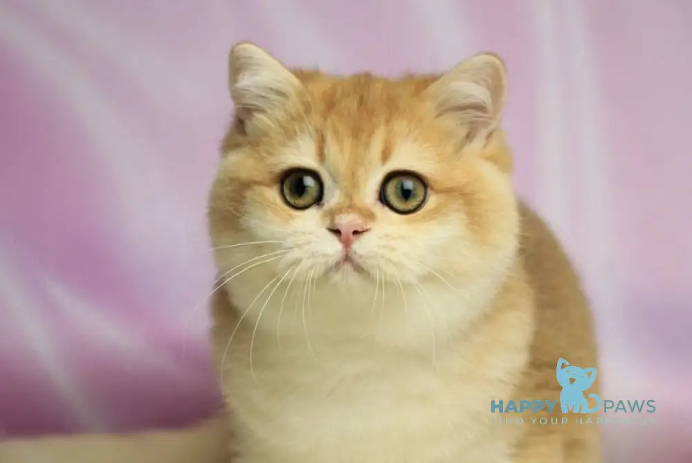 Baton British Shorthair male black golden chinchilla live animals