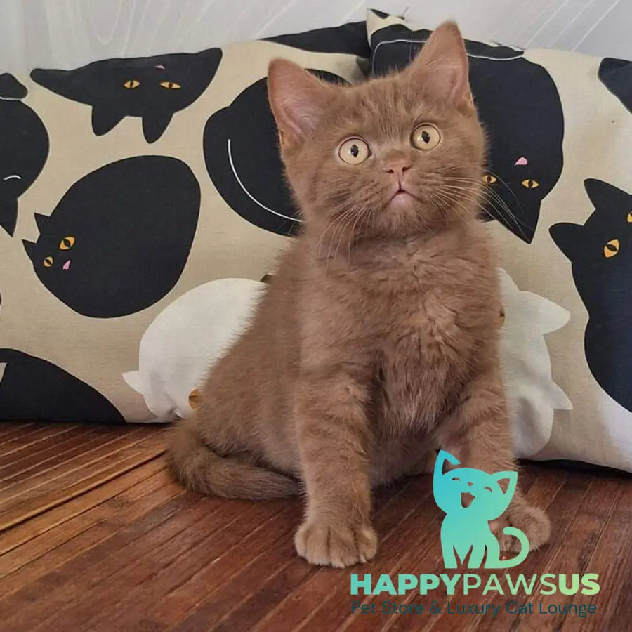 Batonchik British Shorthair male cinnamon - live animals
