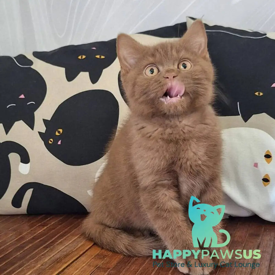 Batonchik British Shorthair male cinnamon - live animals