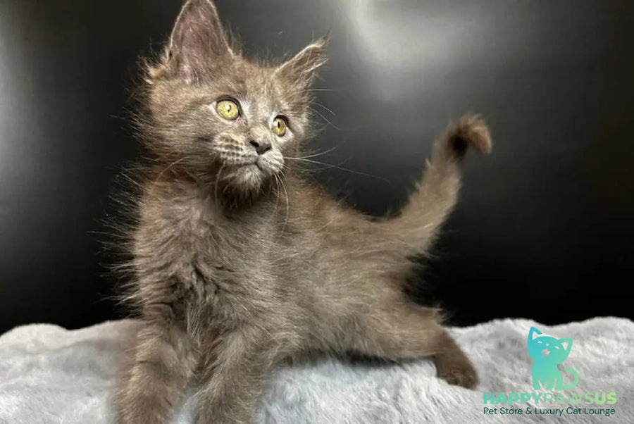 Baunti Maine Coon female blue - live animals