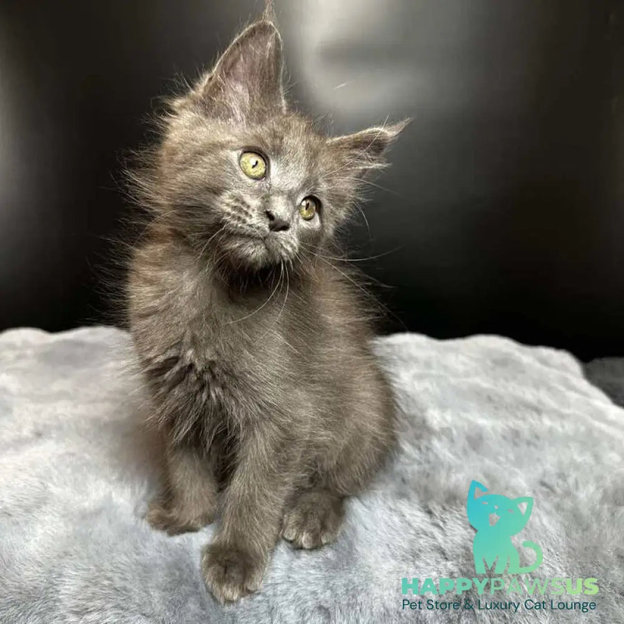 Baunti Maine Coon female blue - live animals