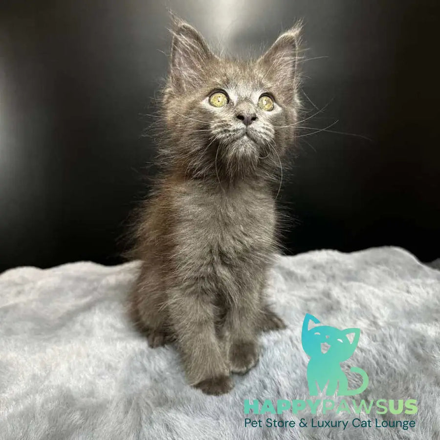 Baunti Maine Coon female blue - live animals