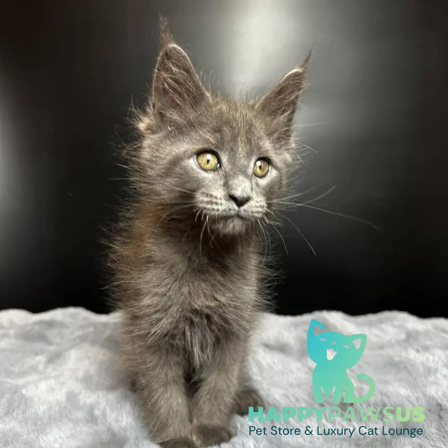 Baunti Maine Coon female blue - live animals