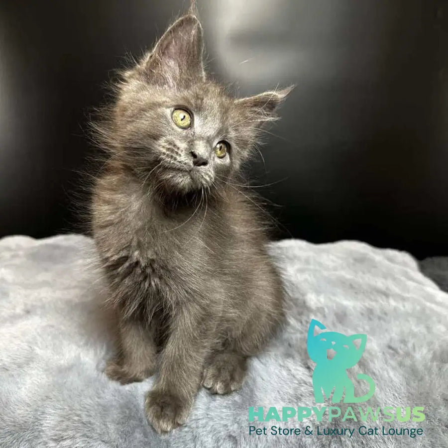 Baunti Maine Coon female blue - live animals