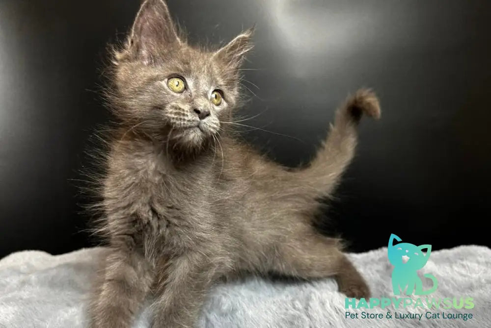 Baunti Maine Coon female blue - live animals
