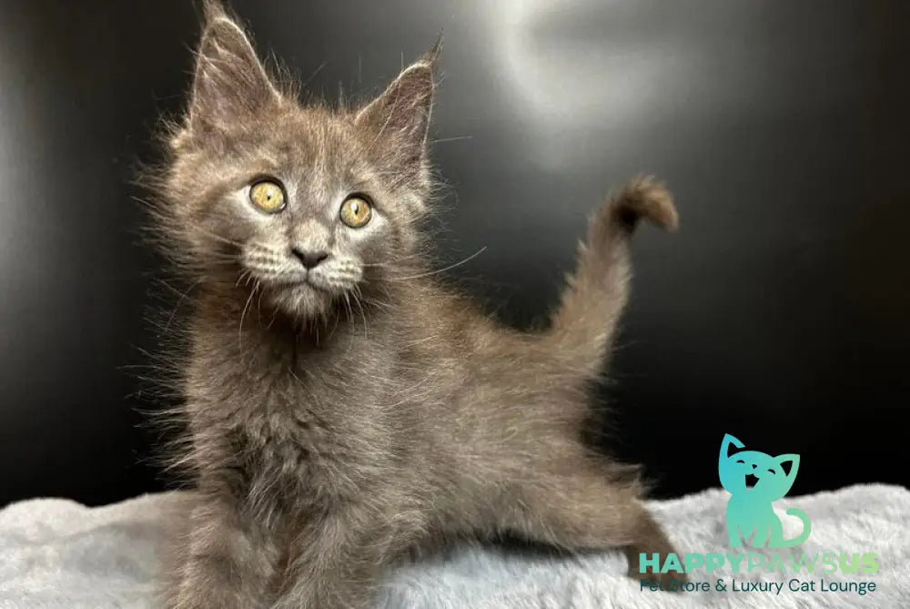 Baunti Maine Coon female blue - live animals