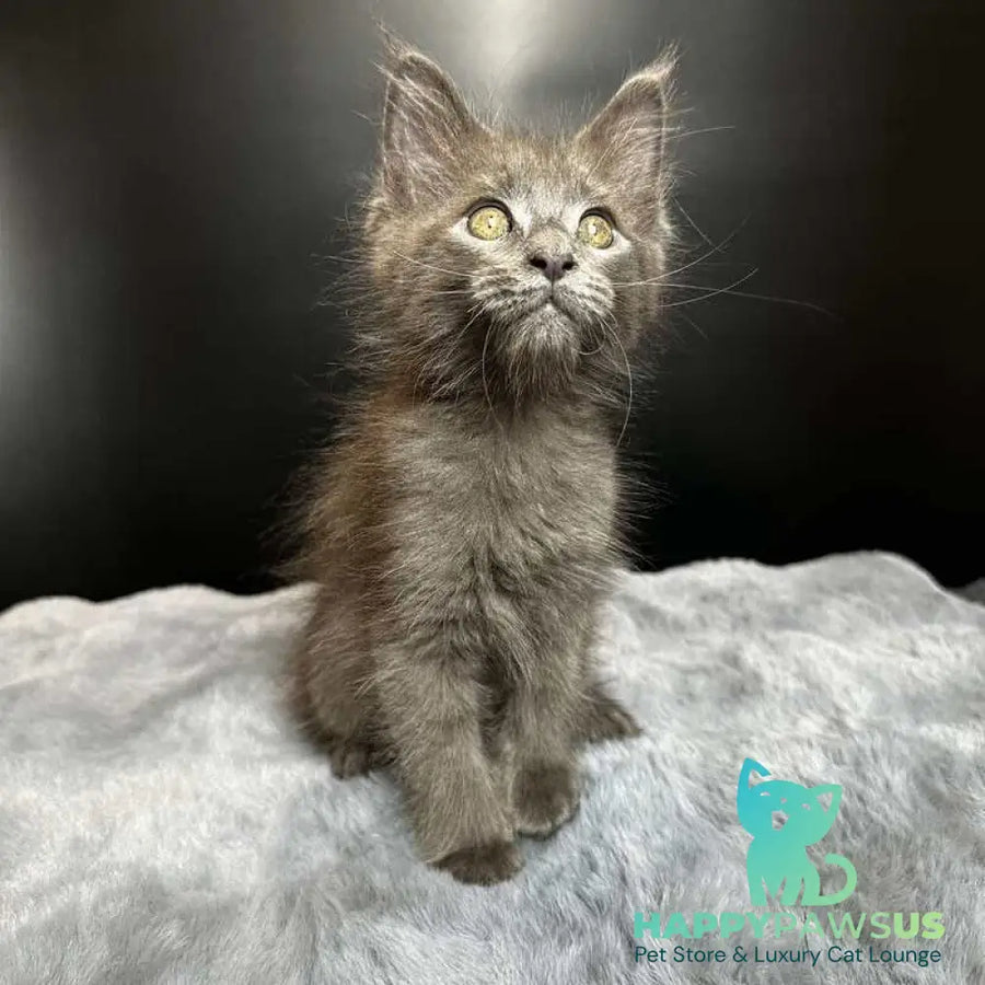 Baunti Maine Coon female blue - live animals