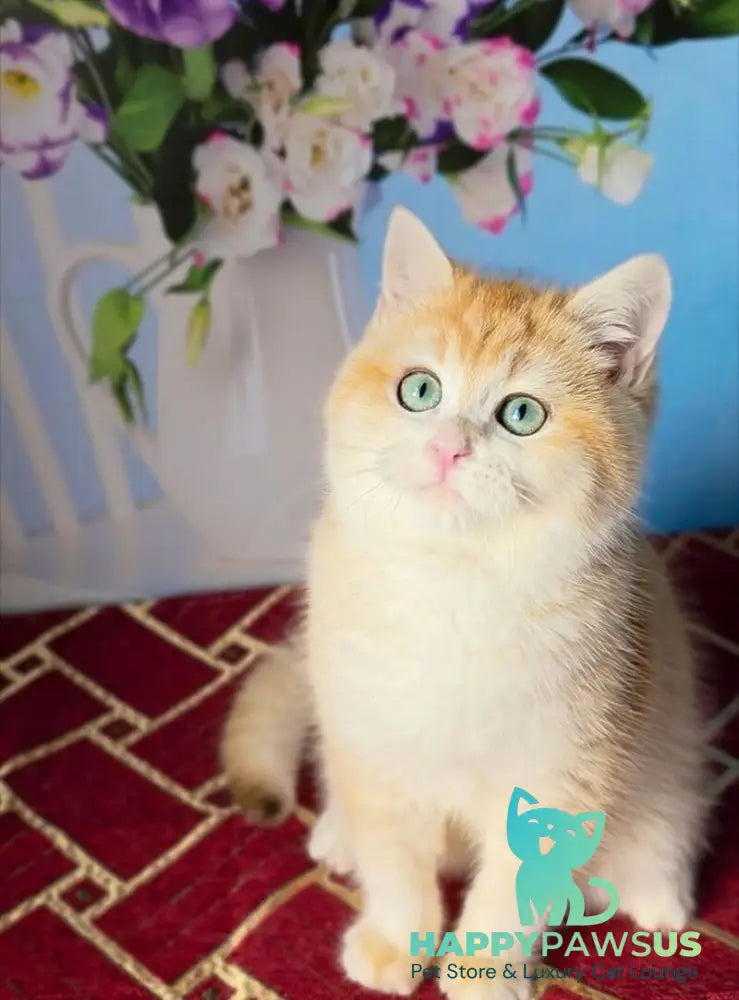 Baxter British Shorthair male black golden chinchilla - live animals