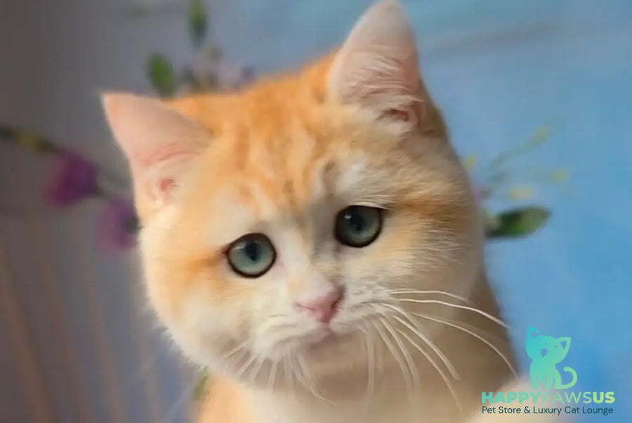 Baxter British Shorthair male black golden chinchilla - live animals