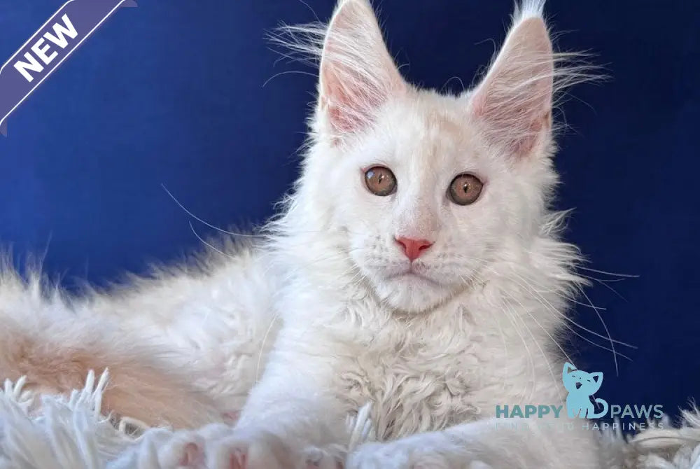 Baxter Maine Coon male red silver live animals