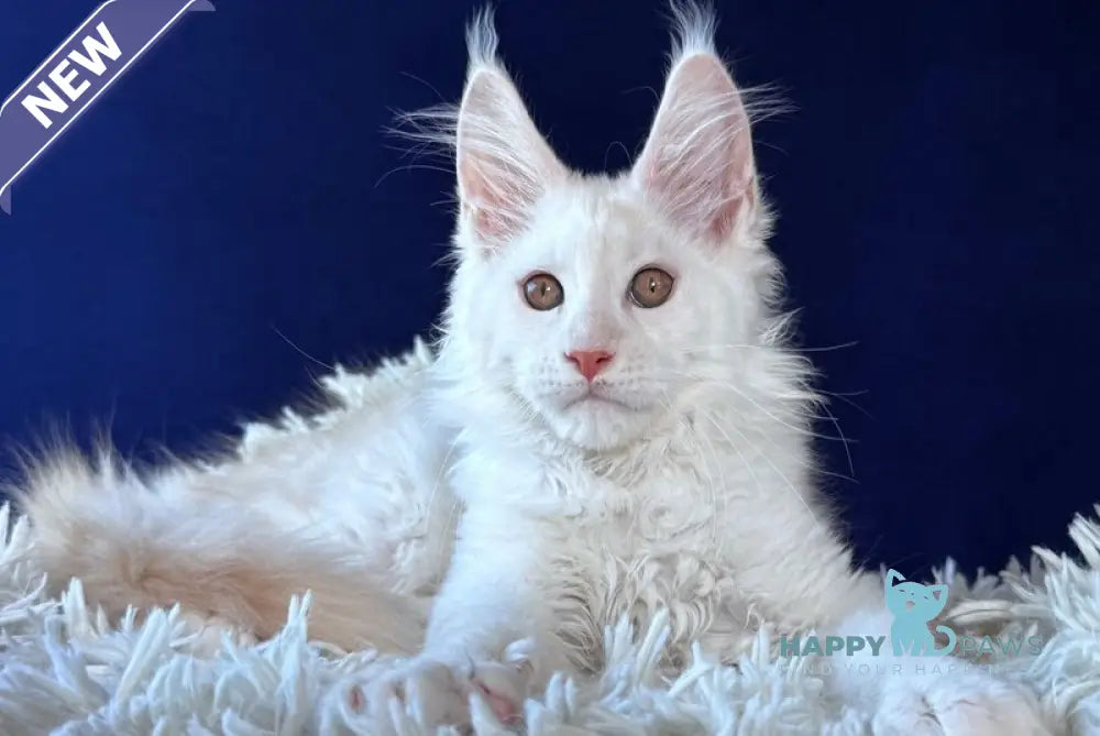 Baxter Maine Coon male red silver live animals