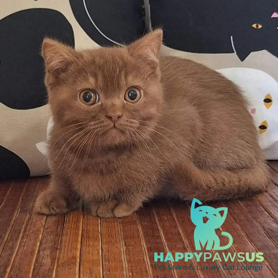 Baynti British Shorthair male cinnamon - live animals