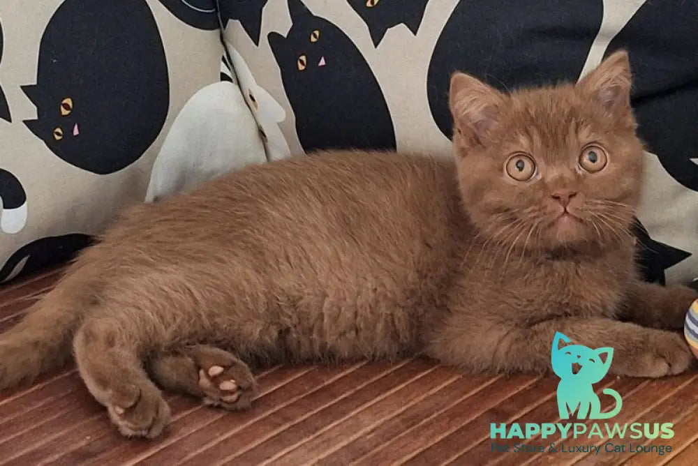 Baynti British Shorthair male cinnamon - live animals