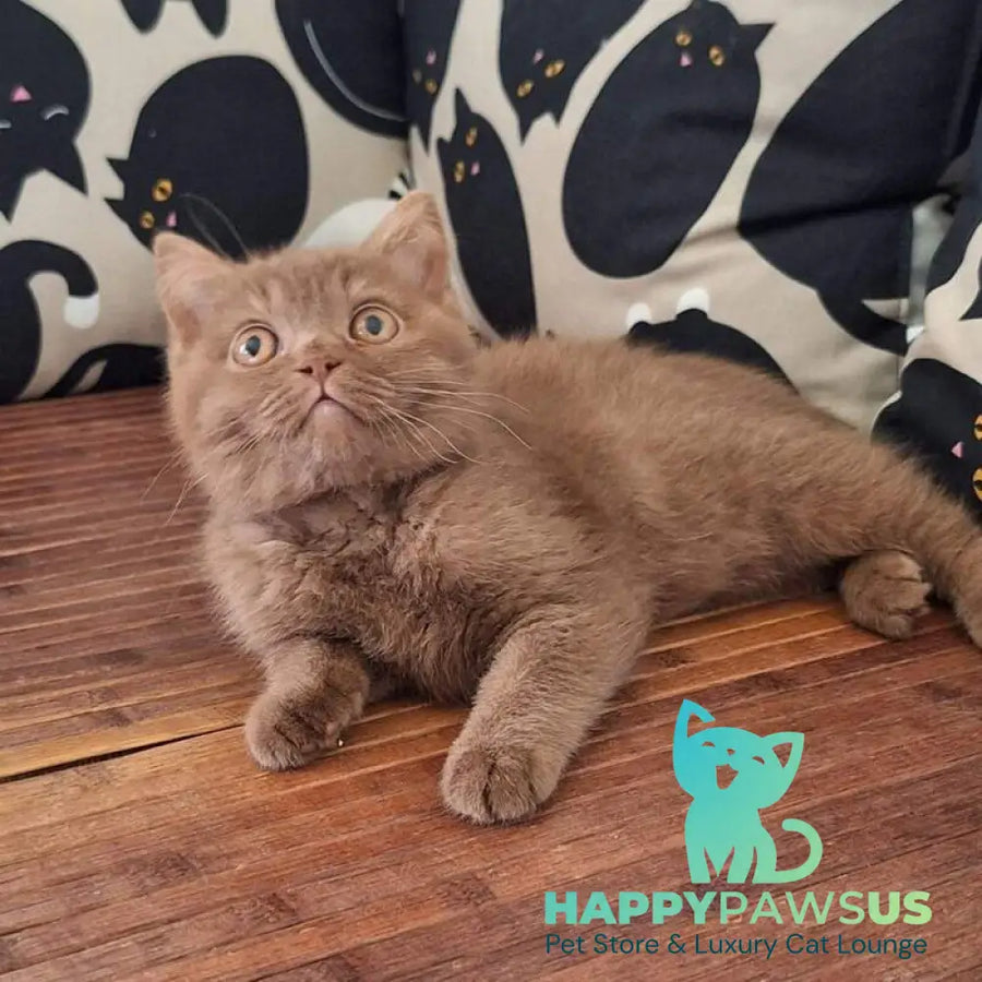 Baynti British Shorthair male cinnamon - live animals