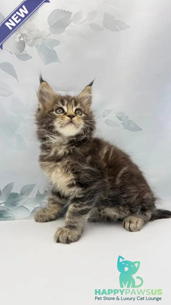 Bazan Maine Coon male black tabby - live animals