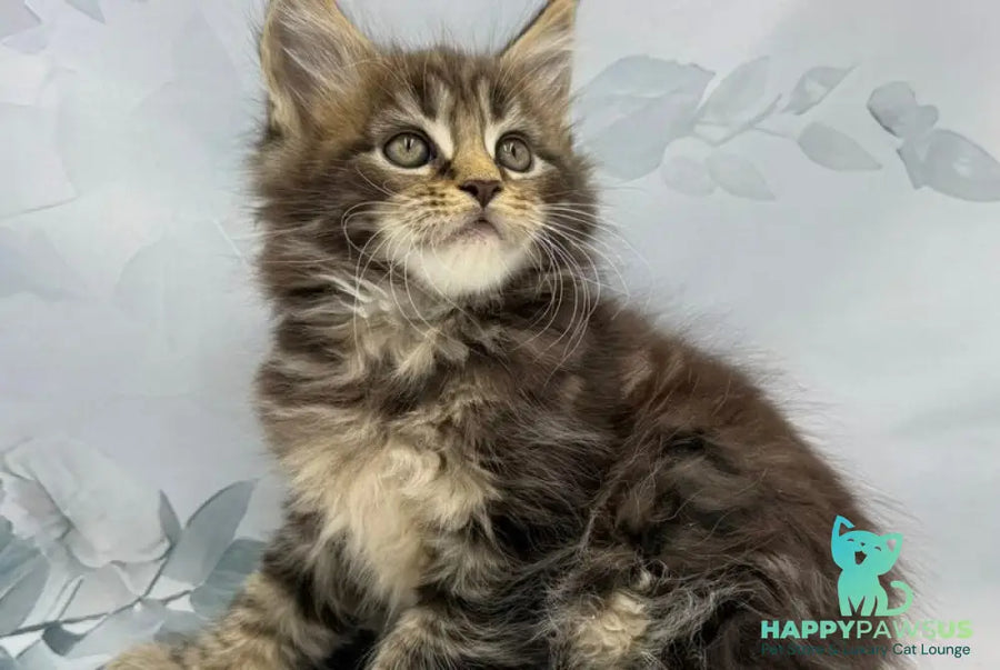 Bazan Maine Coon male black tabby - live animals