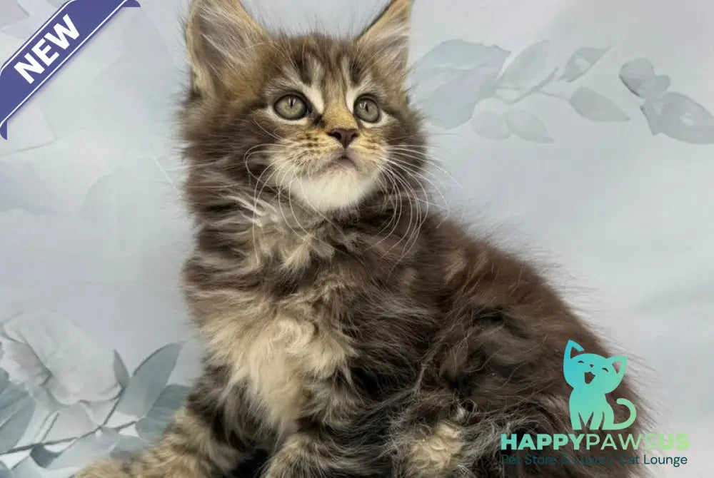 Bazan Maine Coon male black tabby - live animals
