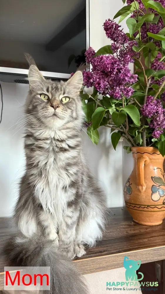 Bazan Maine Coon male black tabby - live animals