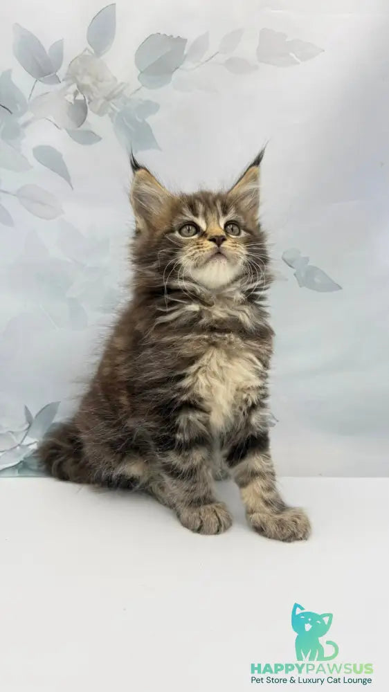 Bazan Maine Coon male black tabby - live animals