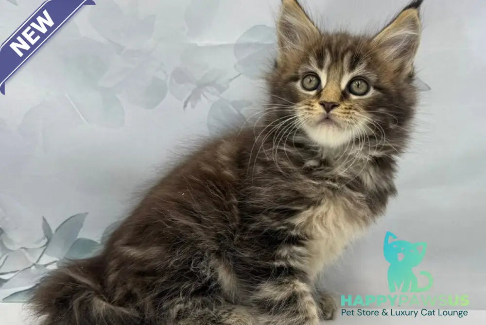 Bazan Maine Coon male black tabby - live animals