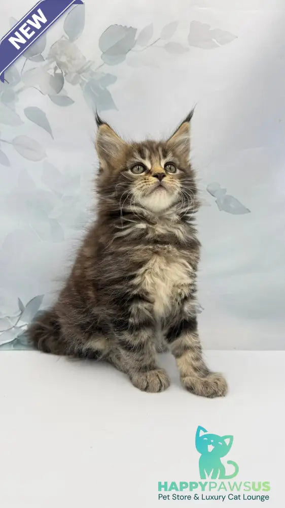 Bazan Maine Coon male black tabby - live animals