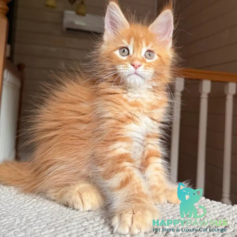 Bazilio Maine Coon polydactyl 6x6x6x6 male red tabby with white - live animals
