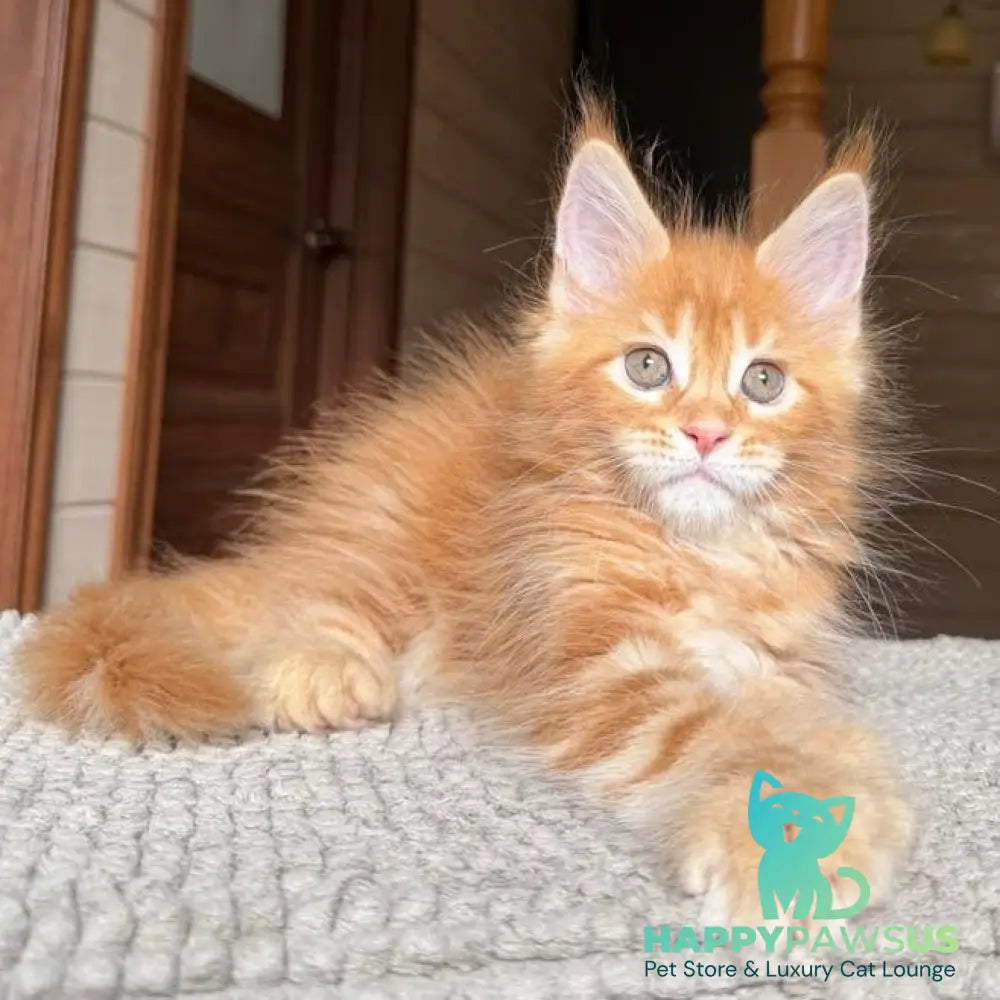 Bazilio Maine Coon polydactyl 6x6x6x6 male red tabby with white - live animals