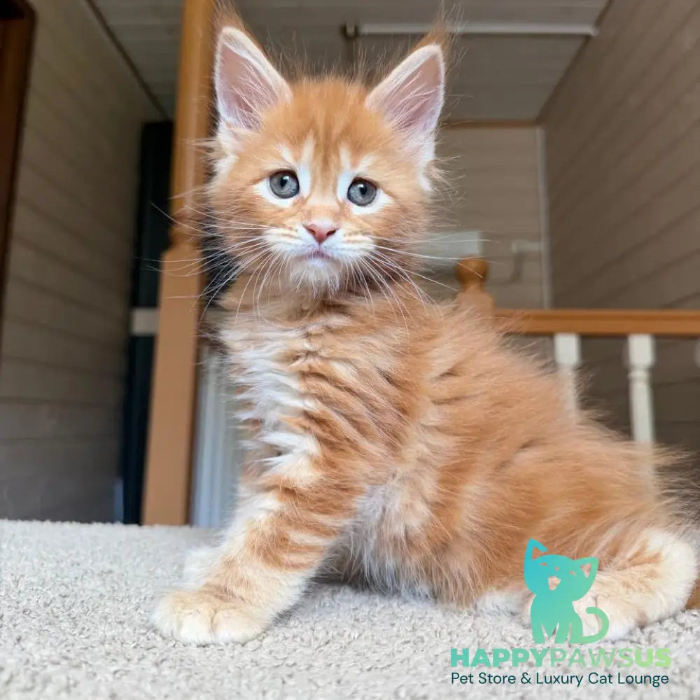 Bazilio Maine Coon polydactyl 6x6x6x6 male red tabby with white - live animals