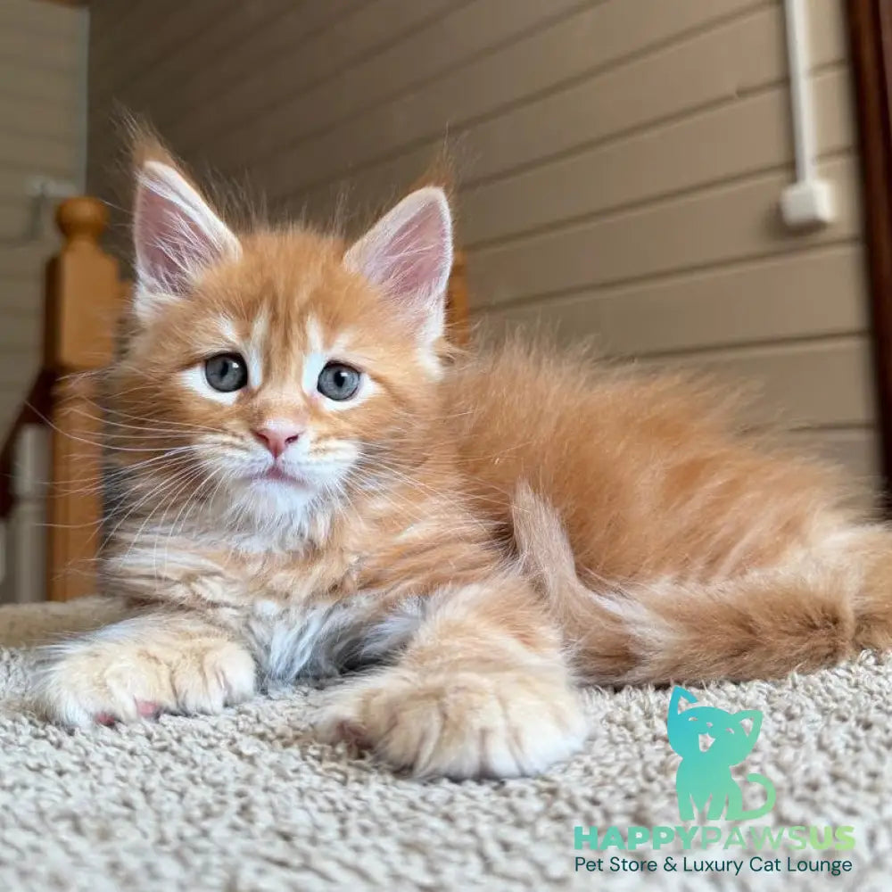 Bazilio Maine Coon polydactyl 6x6x6x6 male red tabby with white - live animals