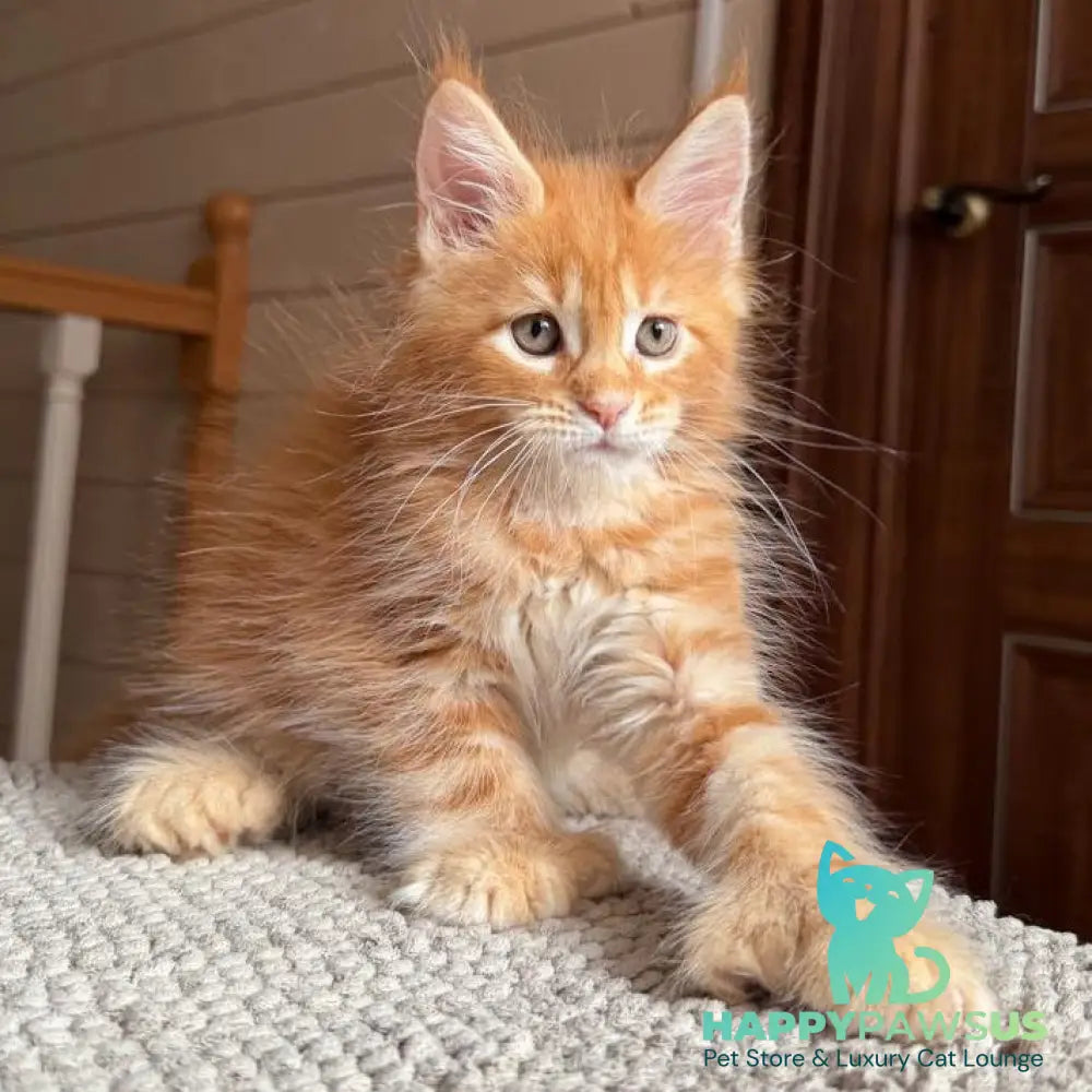 Bazilio Maine Coon polydactyl 6x6x6x6 male red tabby with white - live animals