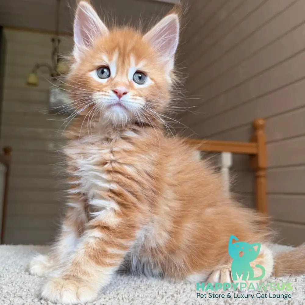 Bazilio Maine Coon polydactyl 6x6x6x6 male red tabby with white - live animals