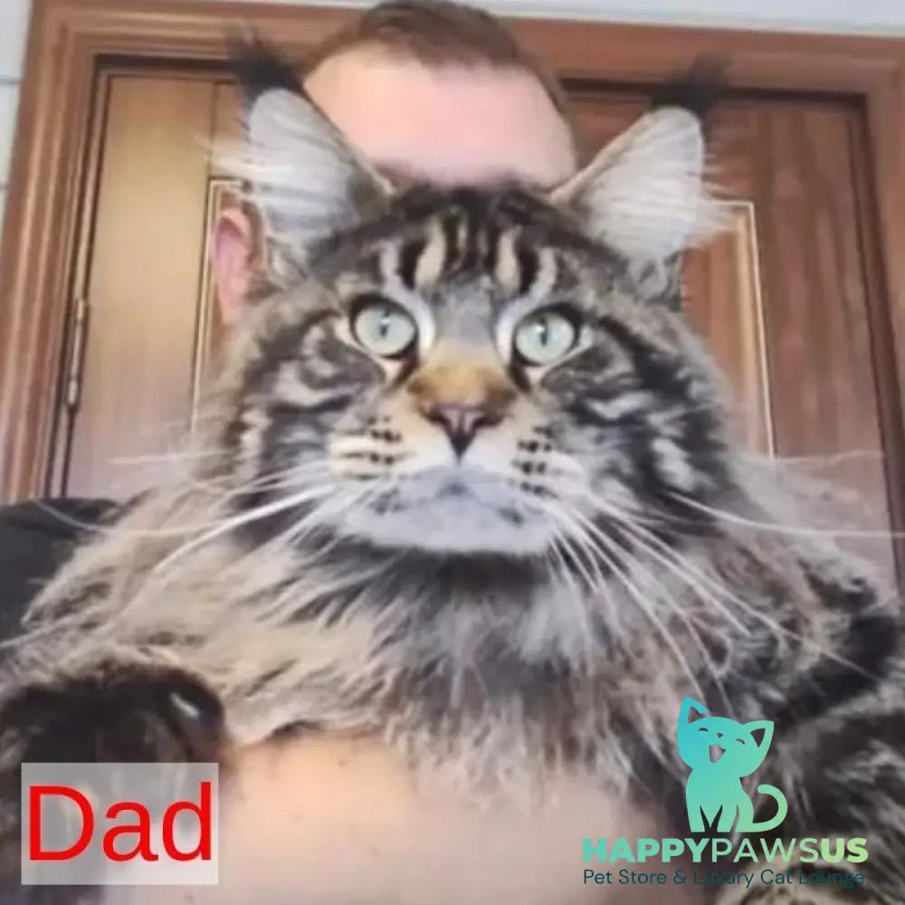 Bazilio Maine Coon polydactyl 6x6x6x6 male red tabby with white - live animals