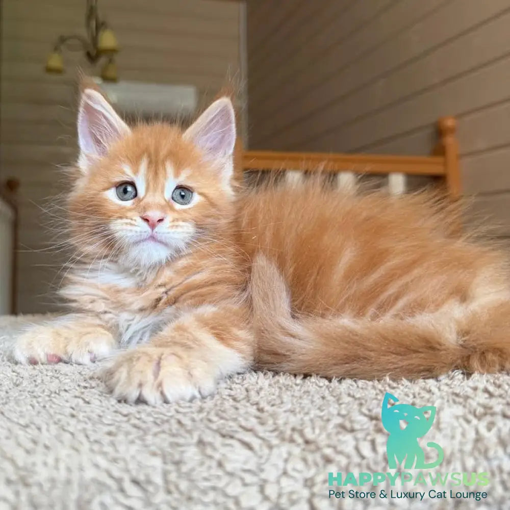 Bazilio Maine Coon polydactyl 6x6x6x6 male red tabby with white - live animals