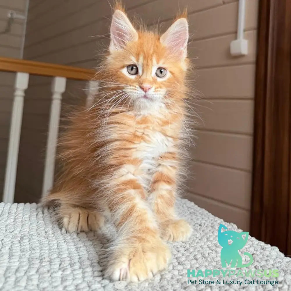 Bazilio Maine Coon polydactyl 6x6x6x6 male red tabby with white - live animals