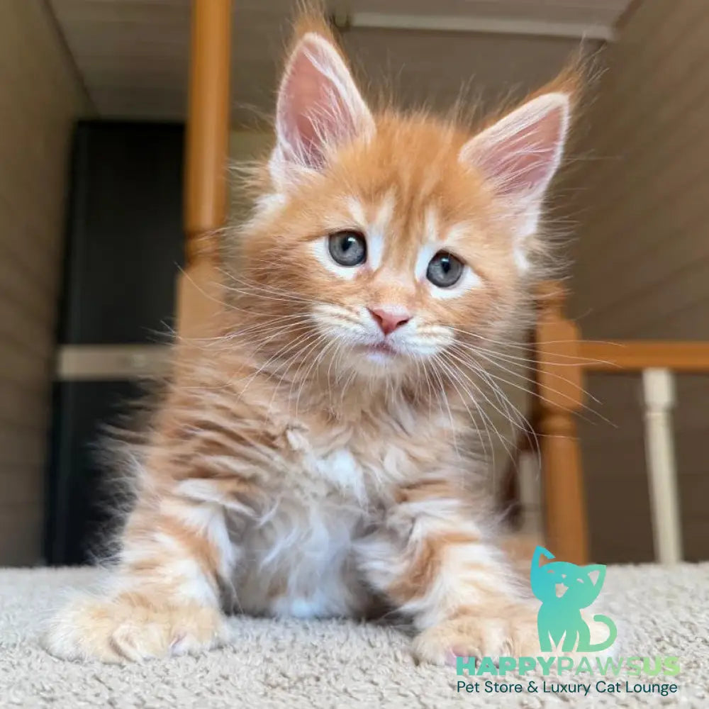 Bazilio Maine Coon polydactyl 6x6x6x6 male red tabby with white - live animals