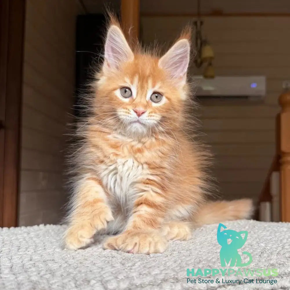 Bazilio Maine Coon polydactyl 6x6x6x6 male red tabby with white - live animals