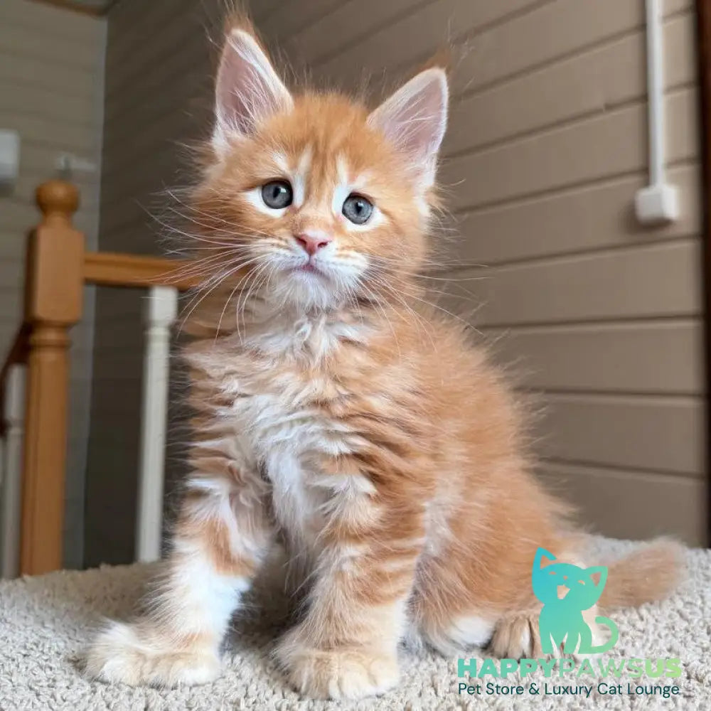 Bazilio Maine Coon polydactyl 6x6x6x6 male red tabby with white - live animals