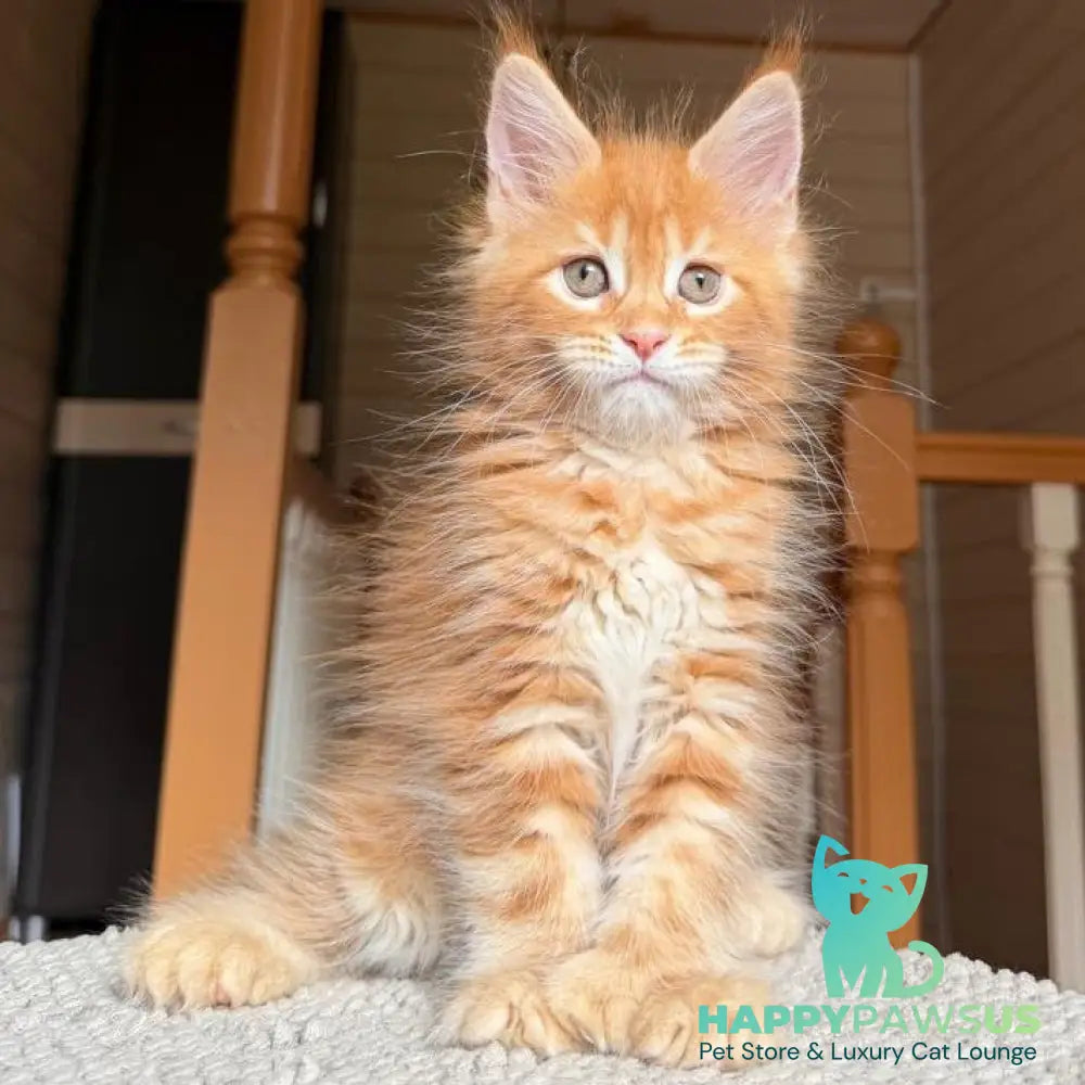 Bazilio Maine Coon polydactyl 6x6x6x6 male red tabby with white - live animals