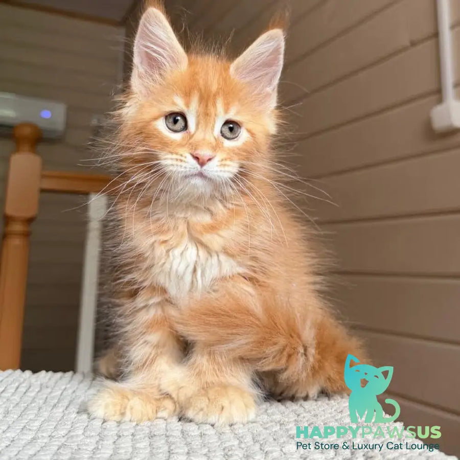 Bazilio Maine Coon polydactyl 6x6x6x6 male red tabby with white - live animals