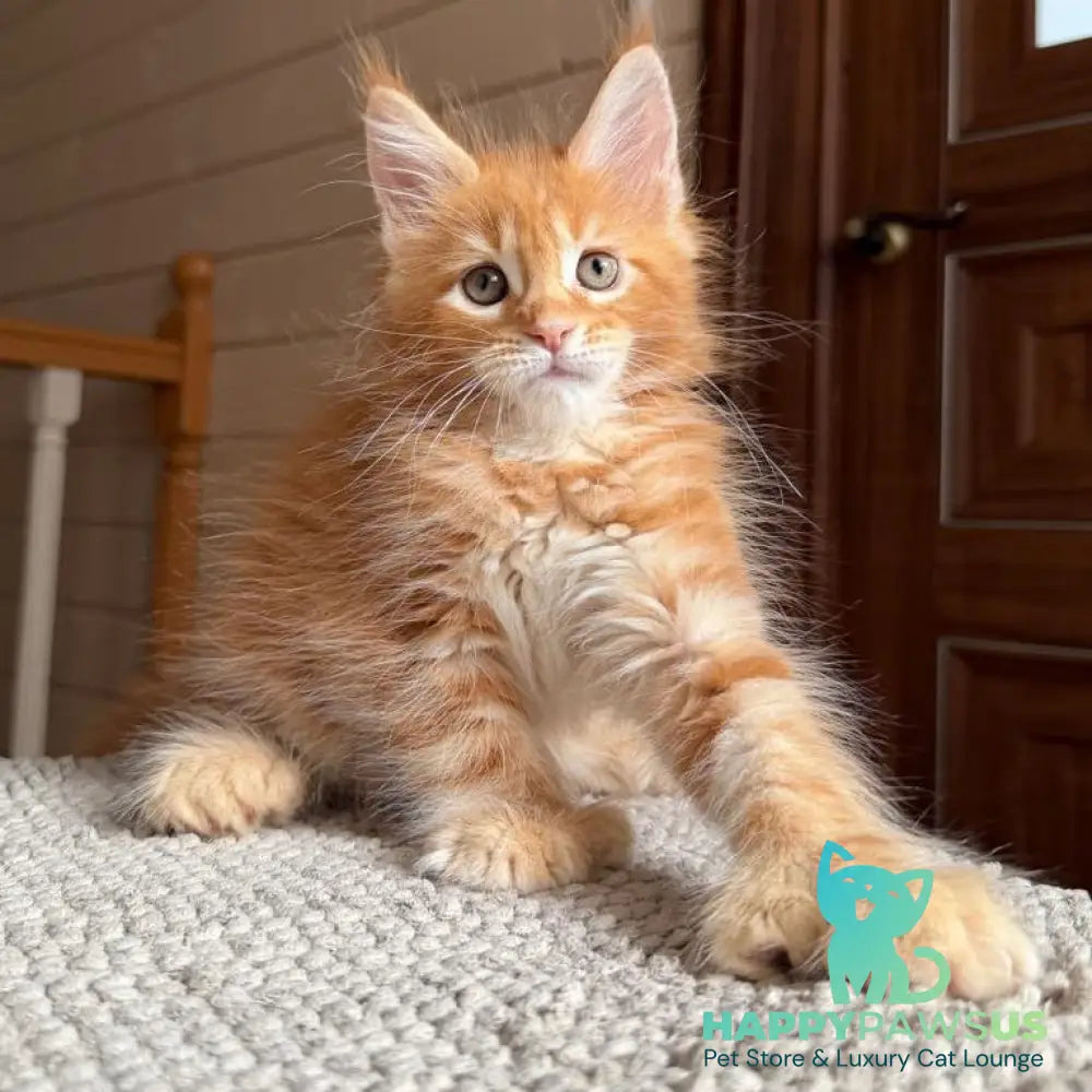 Bazilio Maine Coon polydactyl 6x6x6x6 male red tabby with white - live animals