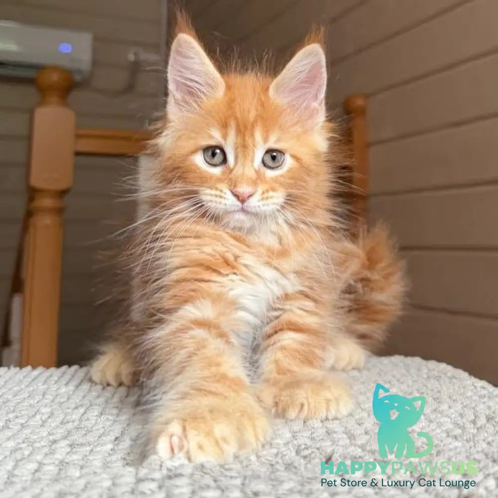Bazilio Maine Coon polydactyl 6x6x6x6 male red tabby with white - live animals