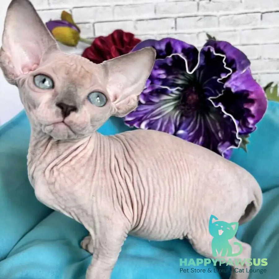 Bazis Canadian Sphynx male blue pointed bicolour - live animals