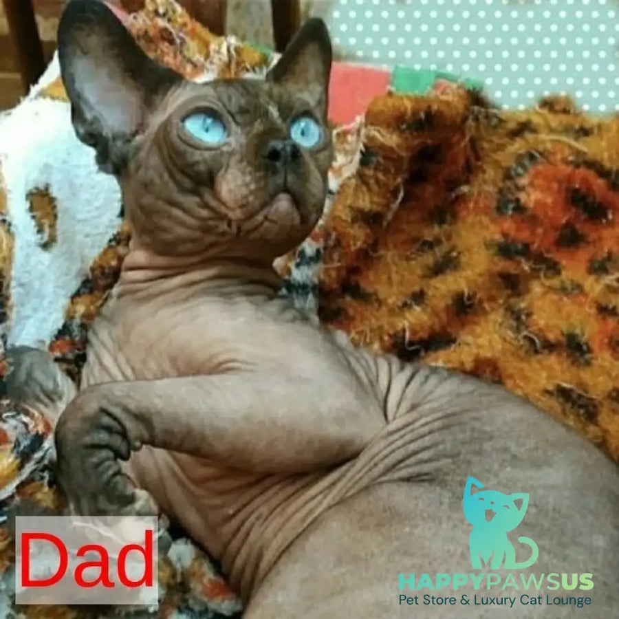 Bazis Canadian Sphynx male blue pointed bicolour - live animals