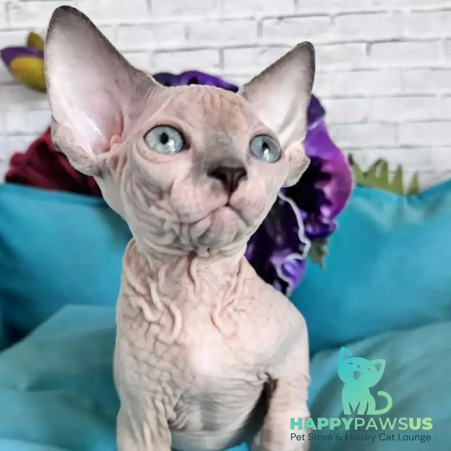 Bazis Canadian Sphynx male blue pointed bicolour - live animals
