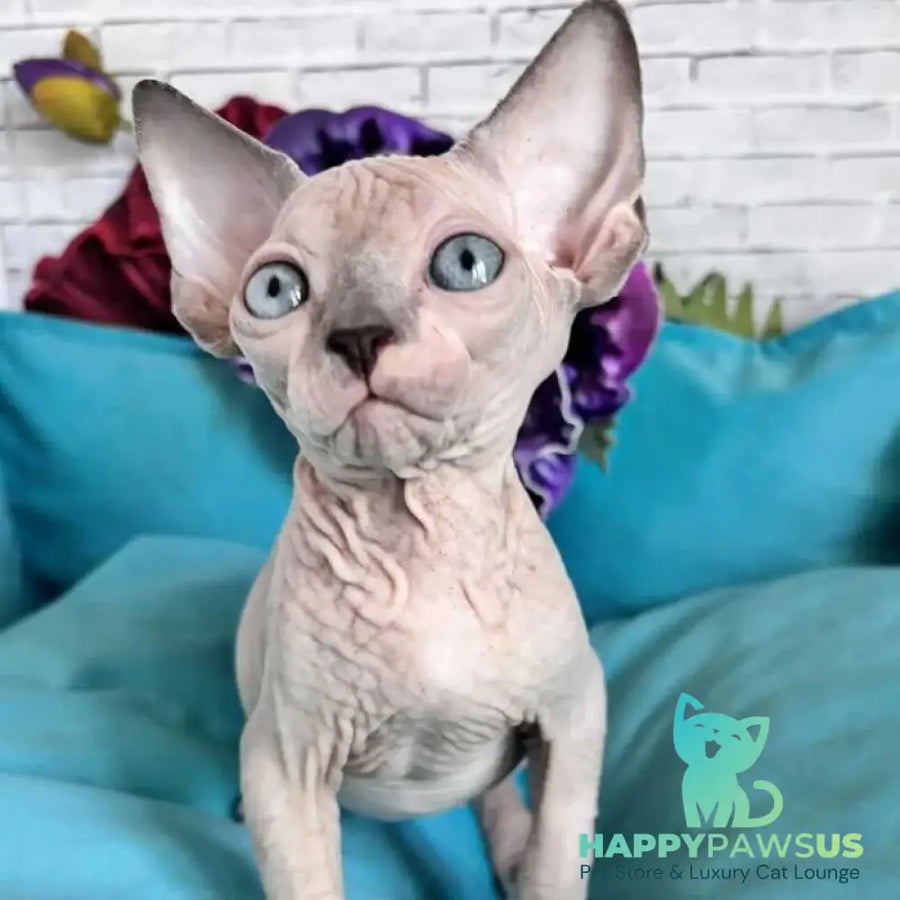 Bazis Canadian Sphynx male blue pointed bicolour - live animals