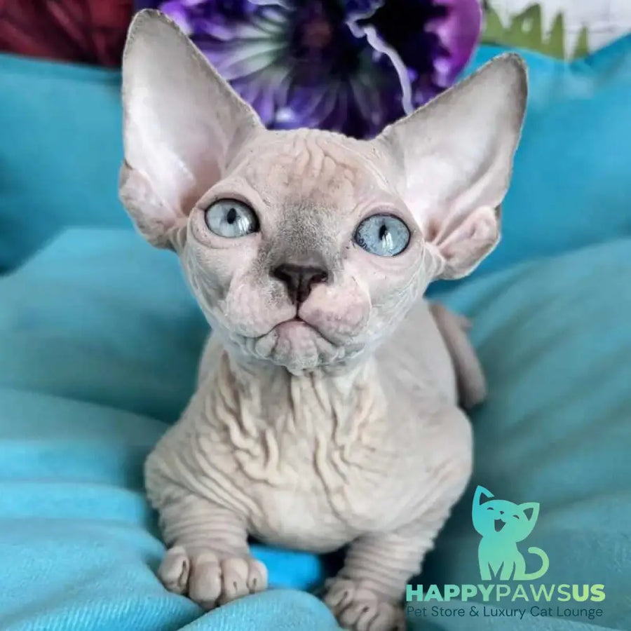Bazis Canadian Sphynx male blue pointed bicolour - live animals