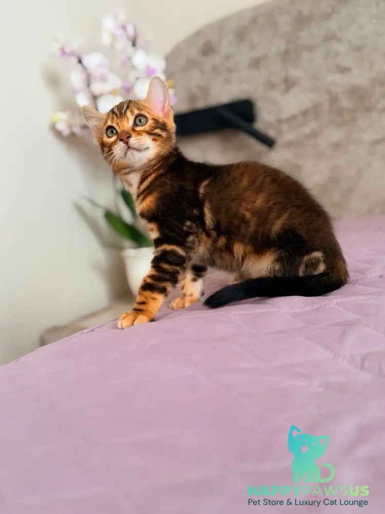 Bazzi Bengal male black tabby - live animals